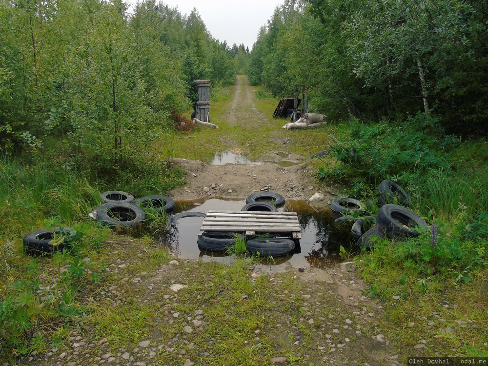 Новое Лососинное, лес