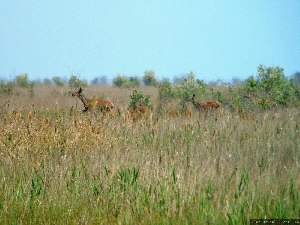 косули, Джарылгач