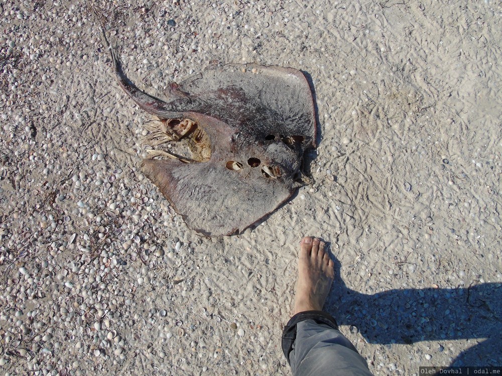 rajo, elĵetita sur strandon en Ĝarilgaĉo