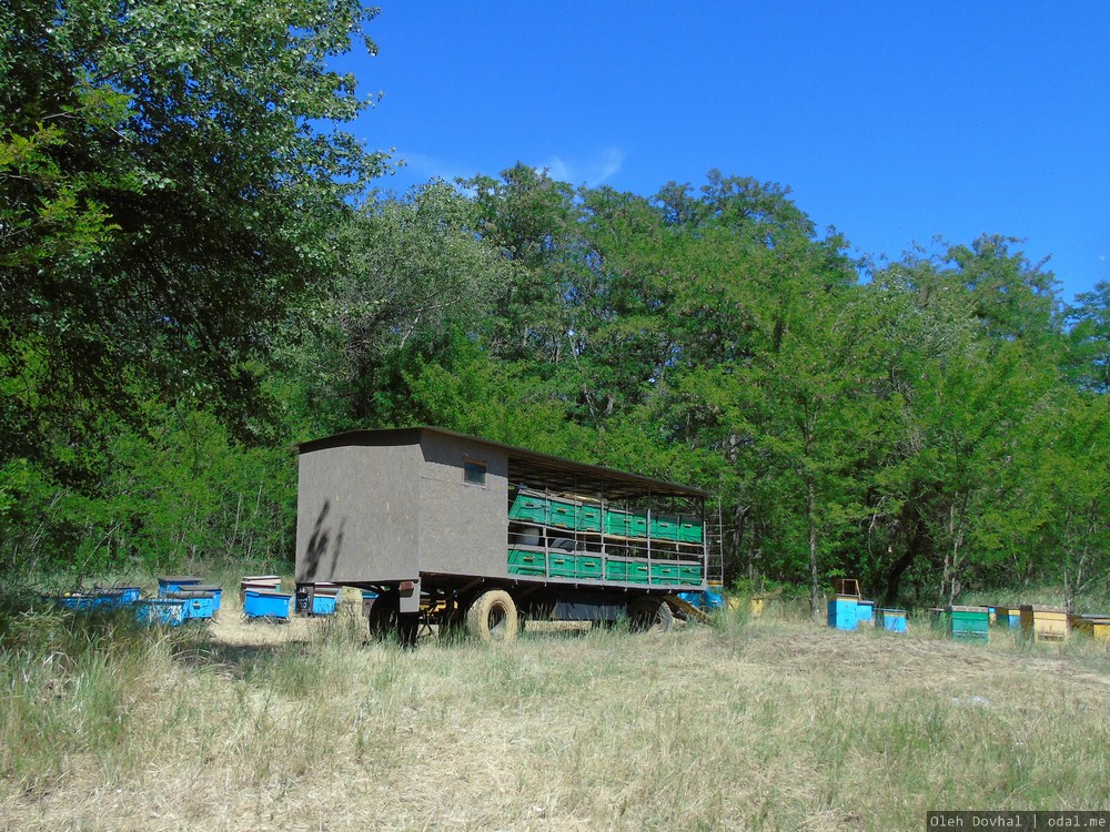 abelbredejo en Ĥersona provinco, Ukrainujo