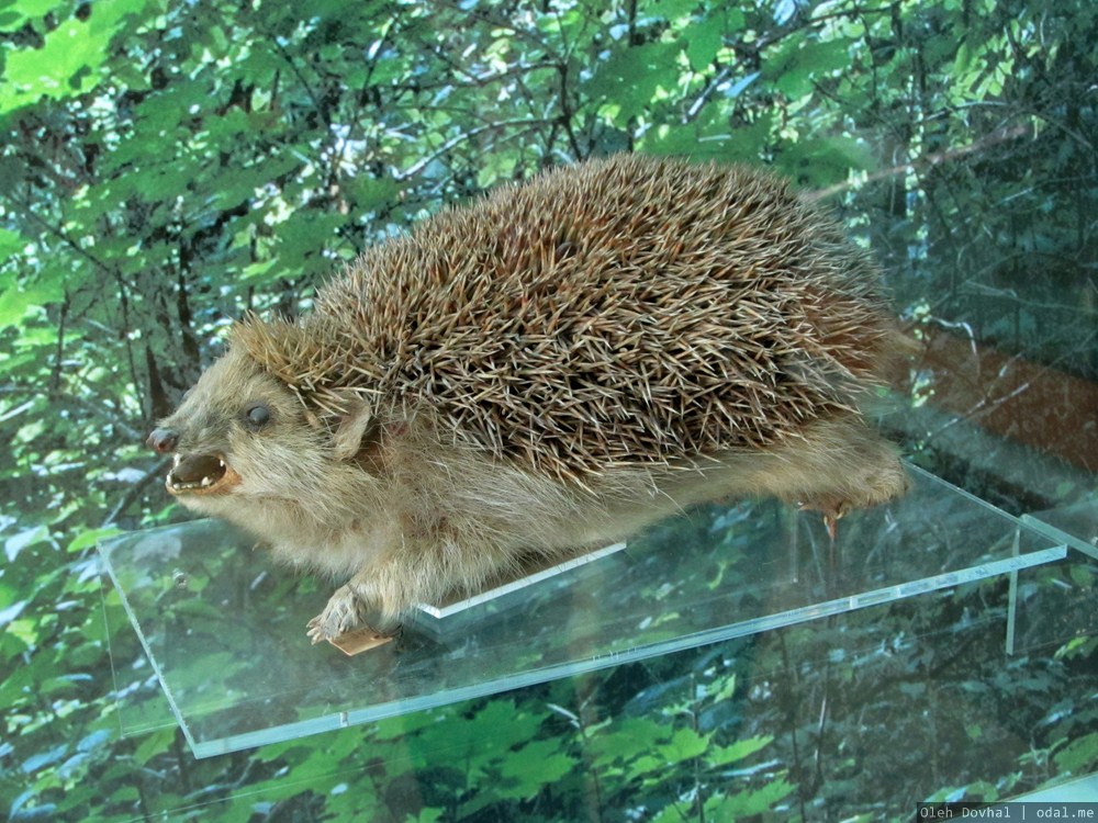 чучело ежа, краеведческий музей, Винница