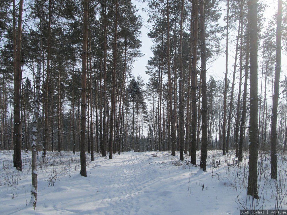 тропа, бункер Вервольф