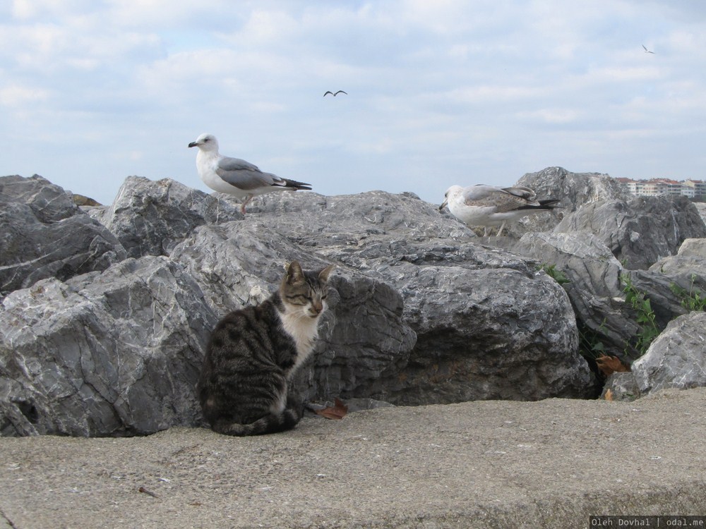 кошка и чайки, Стамбул