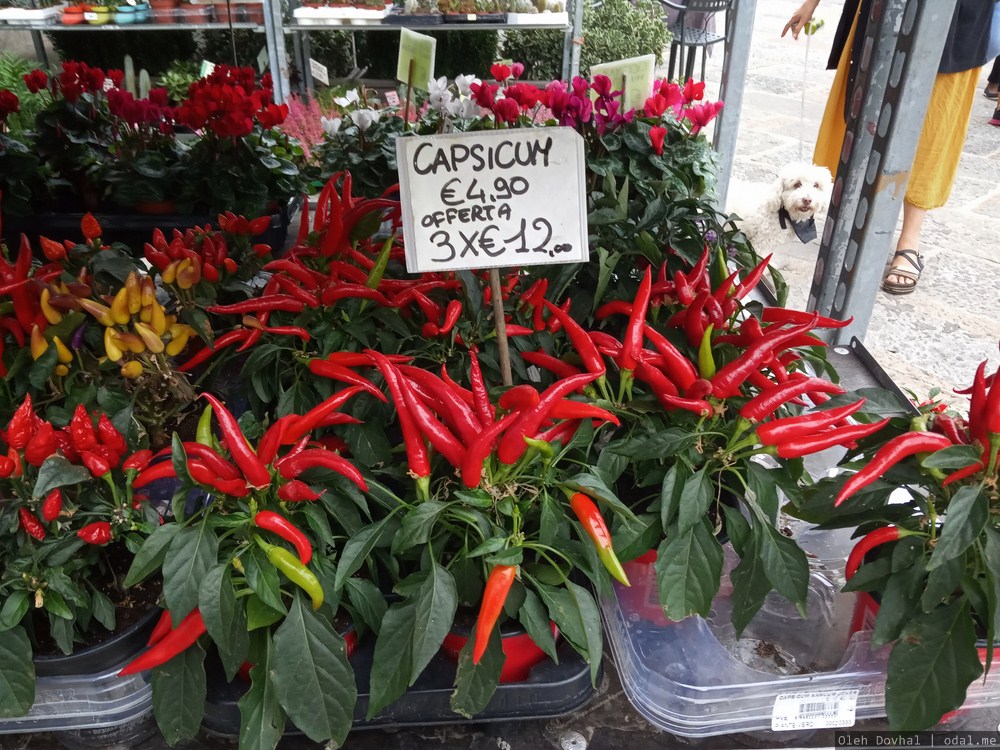 capsicum, стручковый перец, Триест