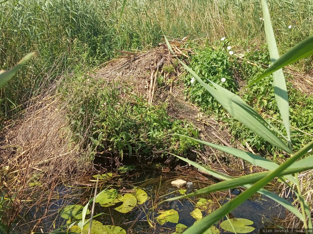 бобровая хатка, Днепровский лиман