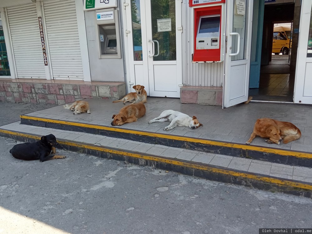 бродячие собаки, автовокзал, Голая Пристань